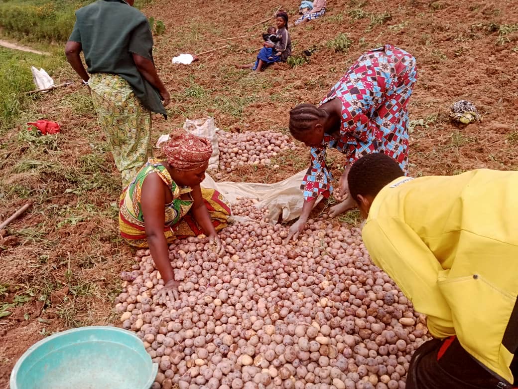 Lubero : une récolte prometteuse de pommes de terre à Lubango