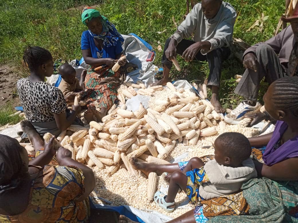 Lubero : une récolte de maïs réussie pour les bénéficiaires à alimbongo
