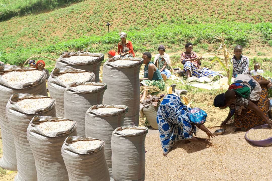 Alimbongo : récolte des Mais dans le CP, des résultats encourageants malgré un contexte sécuritaire et humanitaire difficile